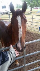 10378931_10154238463305403_2768696211423872457_n